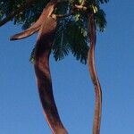 Delonix regia Fruit