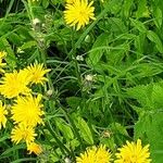 Crepis biennis Flower