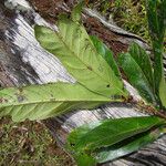 Salaciopsis neocaledonica Leaf