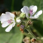 Althaea officinalis ফুল