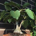 Ficus abutilifolia Hoja