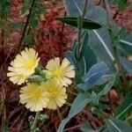 Lactuca serriola फूल