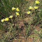 Scorzonera aristata 花
