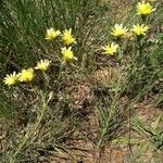 Scorzonera aristata Flower