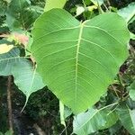 Ficus religiosa Leaf