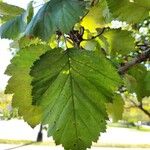 Crataegus coccinioides Blad