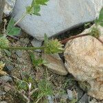 Trifolium glomeratum Hábito
