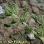 Nonea micrantha Otro