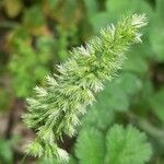 Rostraria cristata Fruit