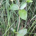 Eclipta prostrata Feuille