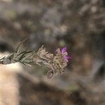 Spergularia purpurea Blatt