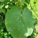 Vitis californica Blatt