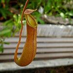 Nepenthes × neglecta फूल