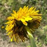 Taraxacum obliquilobum Квітка