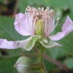 Rubus albionis
