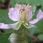 Rubus albionis Blomma