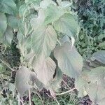 Leonotis nepetifolia Blad