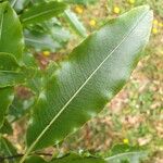 Pittosporum eugenioides Ліст
