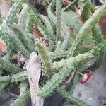 Huernia schneideriana Hostoa