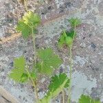 Geranium aculeolatum Habit