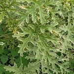 Pelargonium graveolens Habit