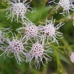 Chromolaena odorata Virág