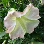 Brugmansia suaveolens 花