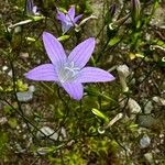 Campanula patula subsp. abietina