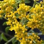 Alyssum bertolonii Flower