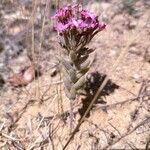 Pistorinia hispanica Leaf