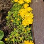 Delosperma nubigenum ফুল