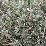 Atriplex portulacoides Habitat