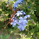 Plumbago auriculataFlors