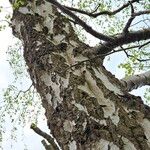 Betula pubescens Koor