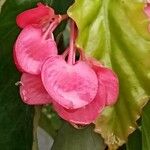 Begonia coccinea Flor