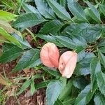Koelreuteria bipinnata Květ
