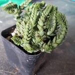 Crassula schimperi Leaf