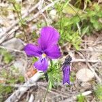 Viola dubyana Flors