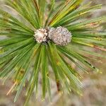 Pinus banksiana Ovoce