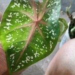 Caladium bicolor Feuille