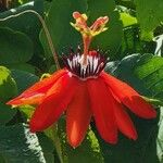 Passiflora miniata Blomst