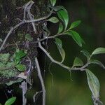 Peperomia glabella Foglia