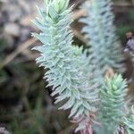 Euphorbia pithyusa Leaf