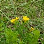 Lithospermum canescens 花