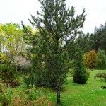 Pinus koraiensis 形態