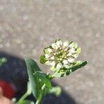 Microthlaspi perfoliatum Flor