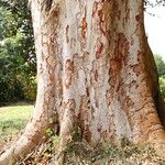 Pericopsis elata Corteccia