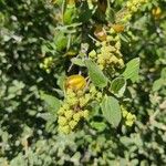 Ceanothus velutinus Fruit