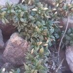 Arenaria aggregata Hoja