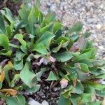 Limonium densissimum Leaf